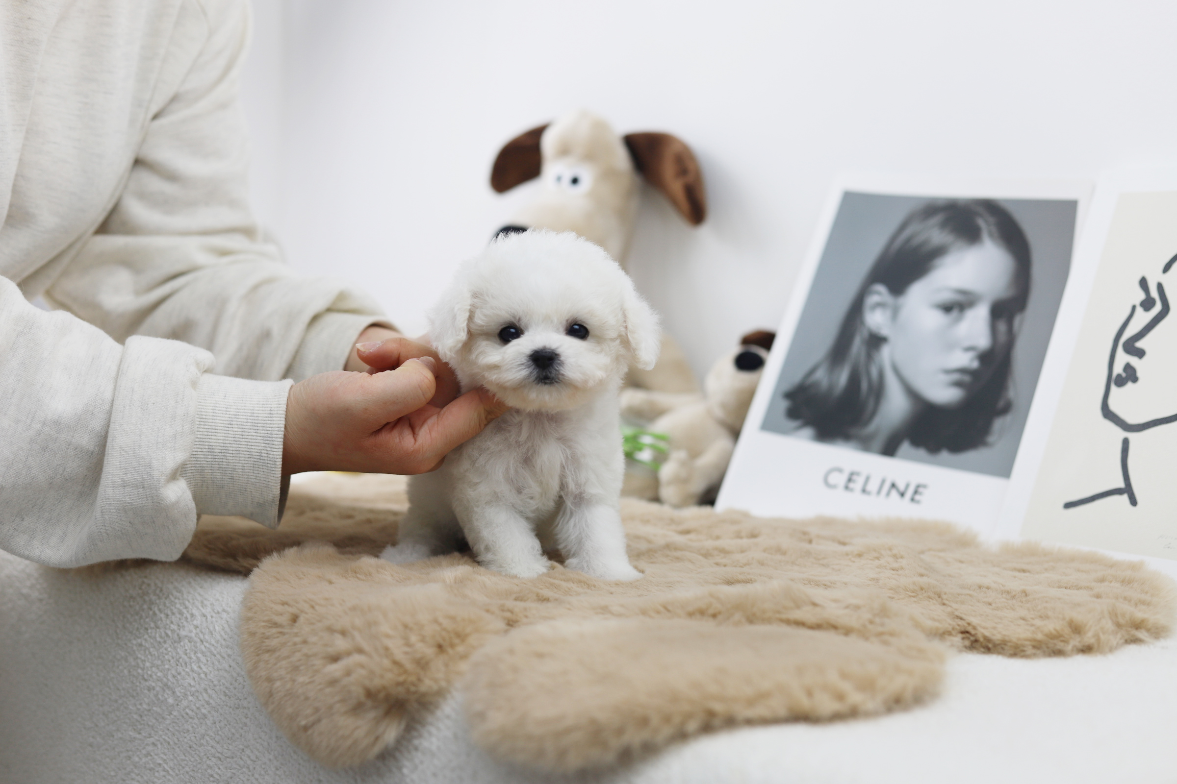 미니비숑 입양합니다