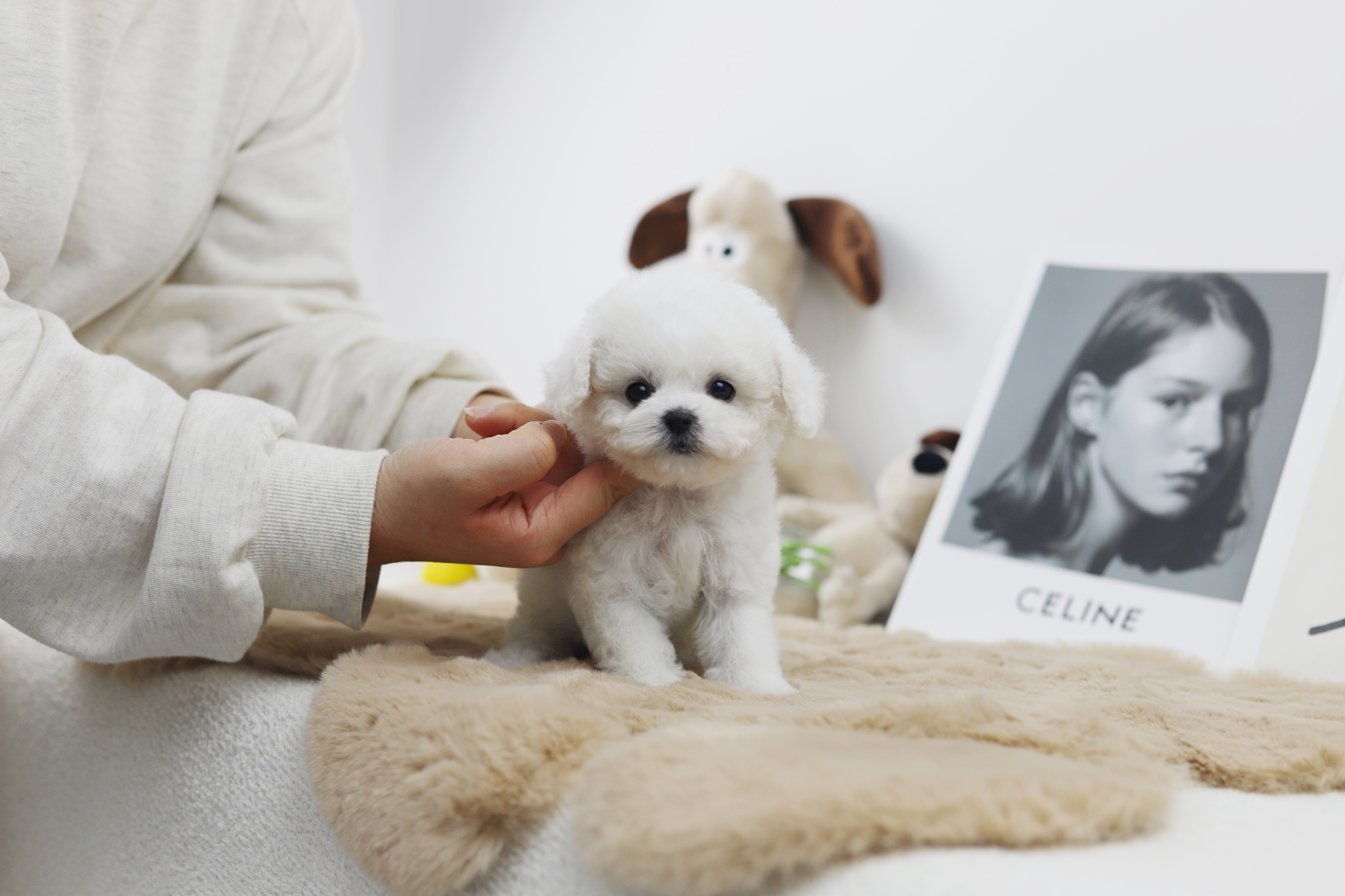 미니비숑 입양합니다