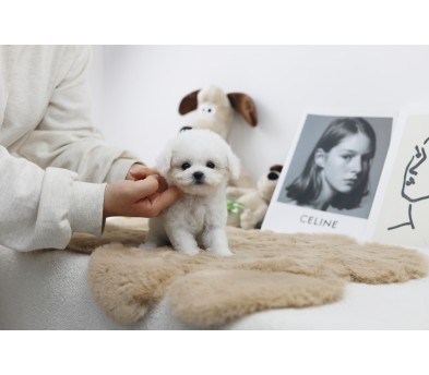 미니비숑 입양합니다