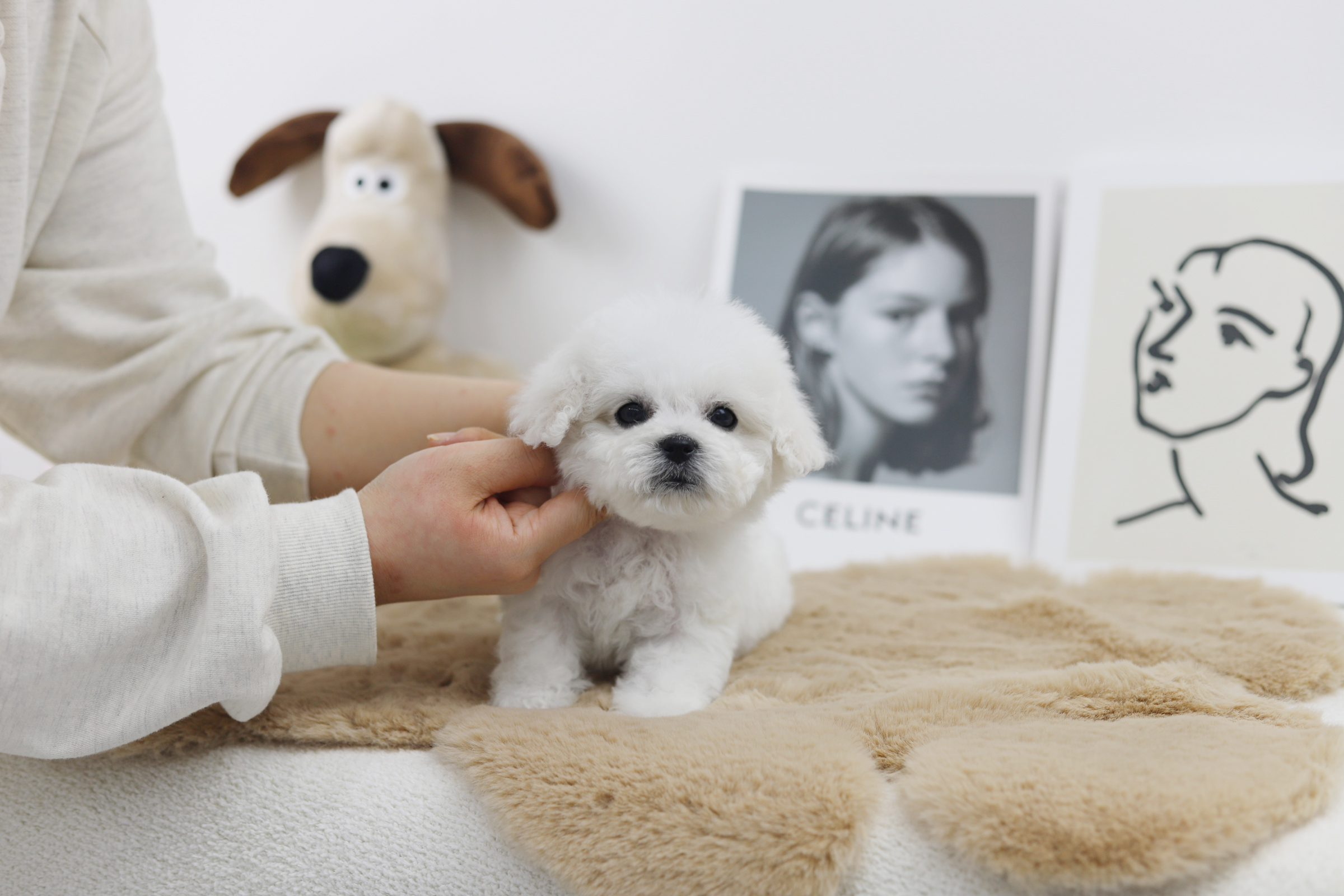 미니비숑 입양합니다