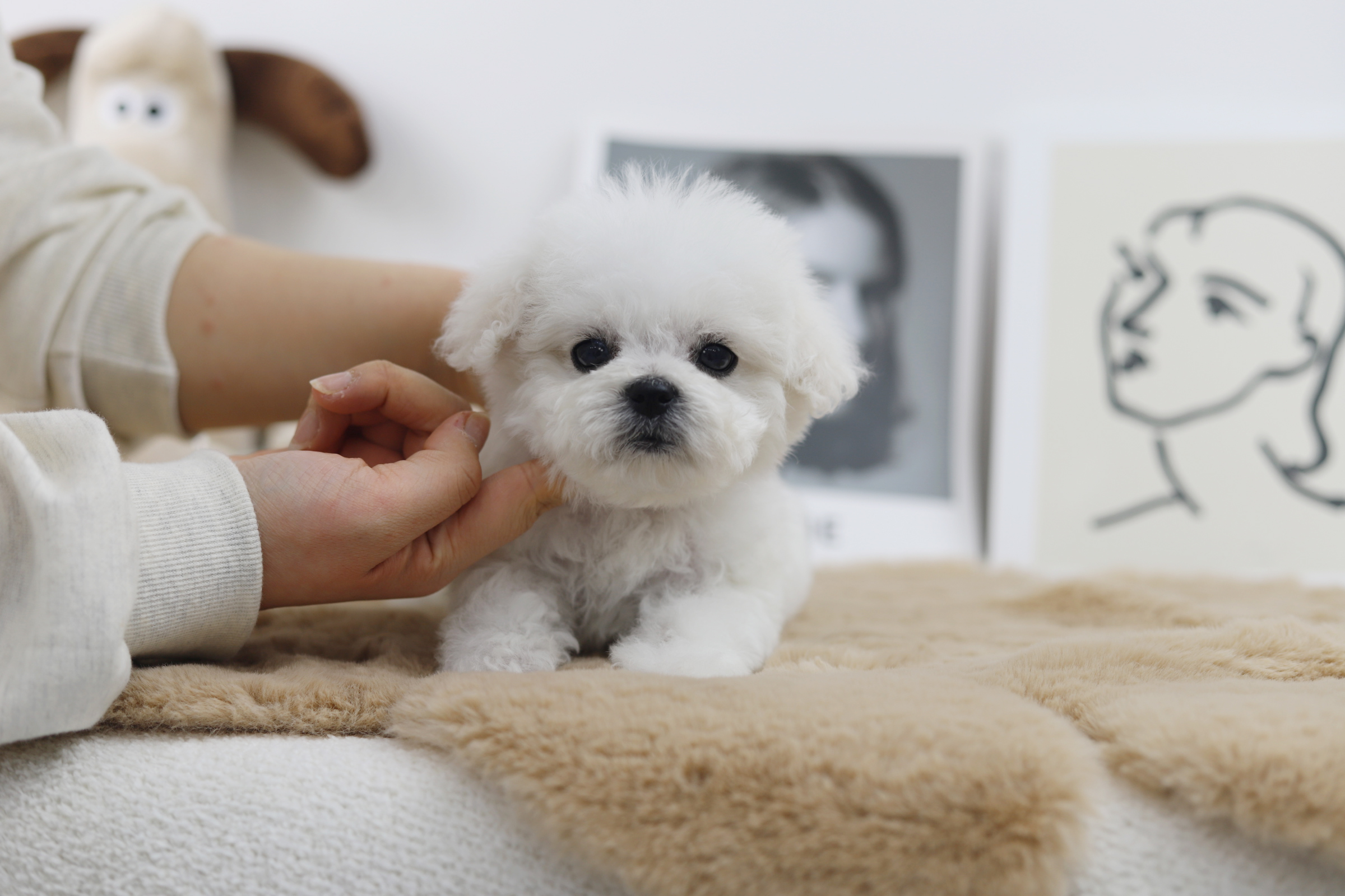 미니비숑 입양합니다