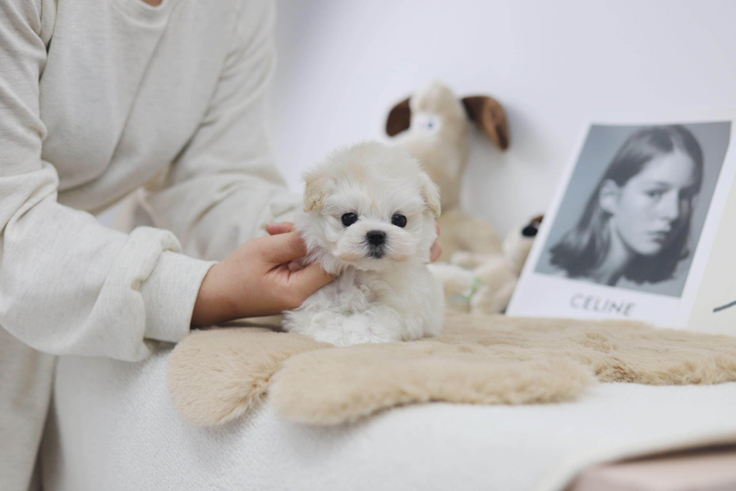 말티푸 입양합니다