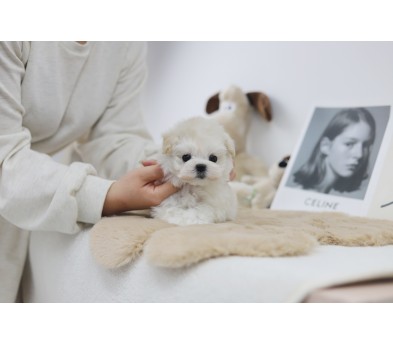 말티푸 입양합니다