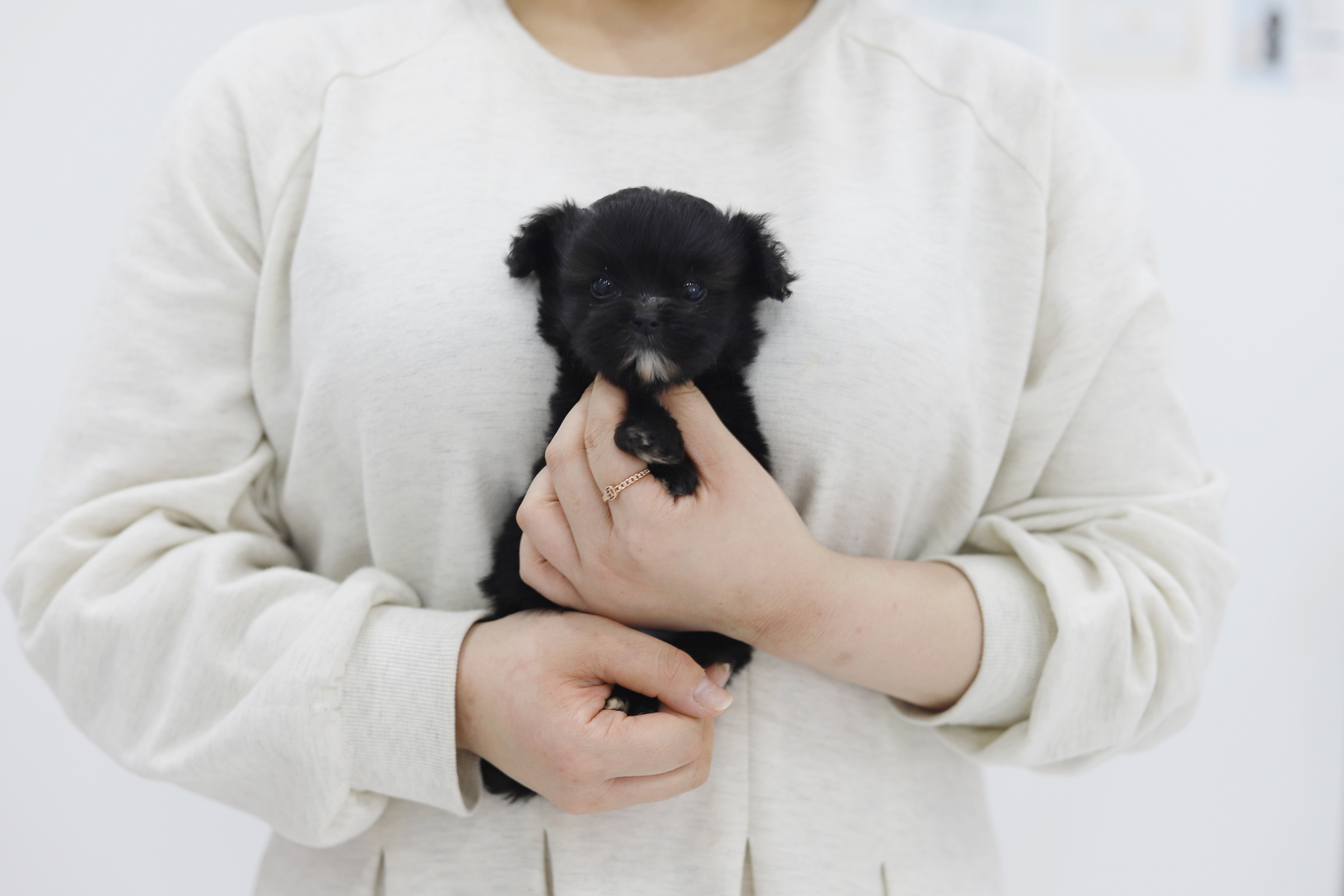 말티푸 입양합니다