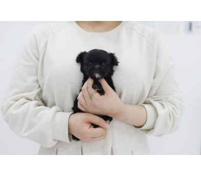 말티푸 입양합니다