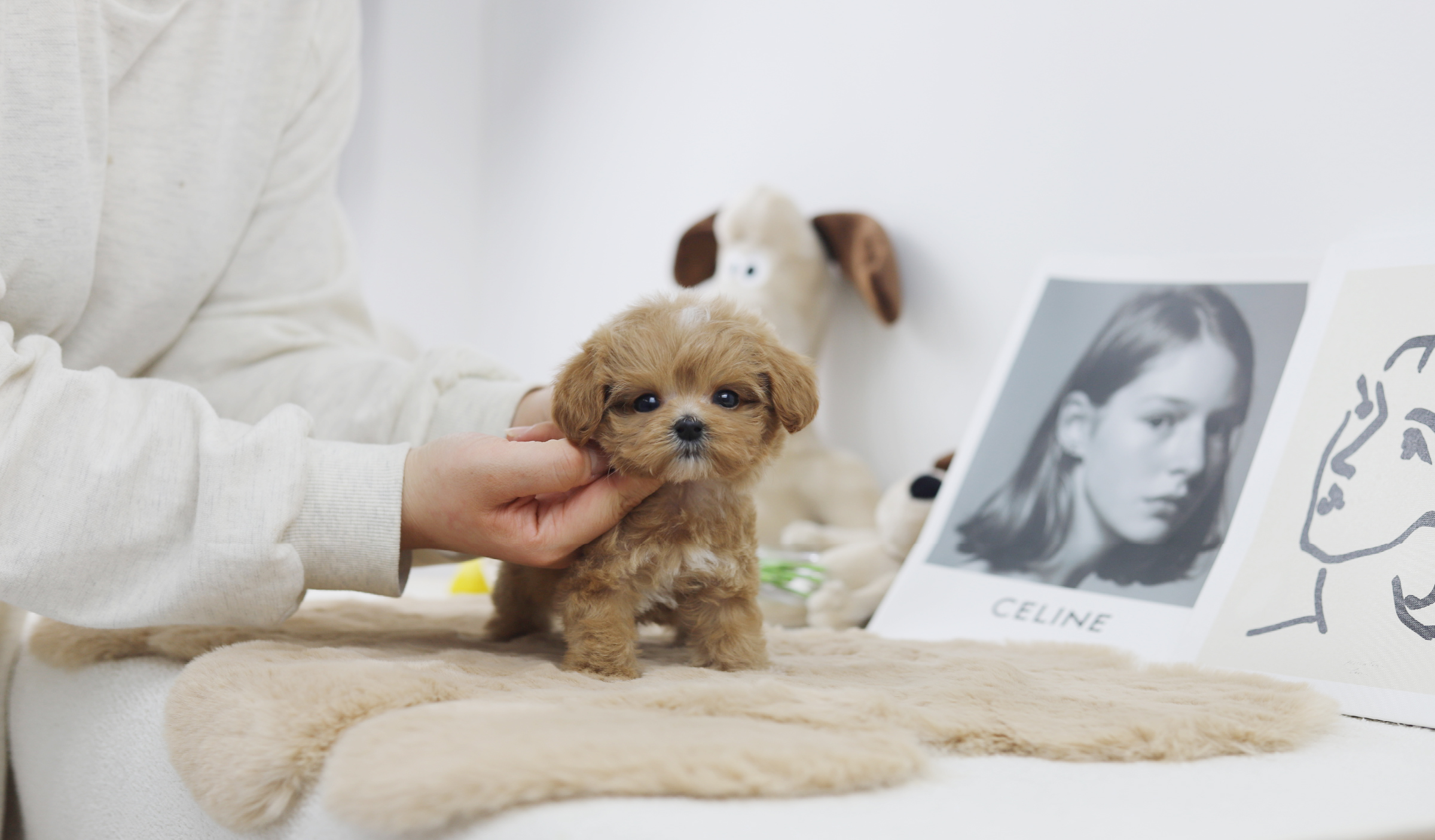 말티푸 입양합니다