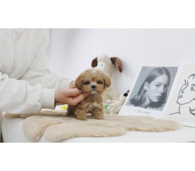 말티푸 입양합니다