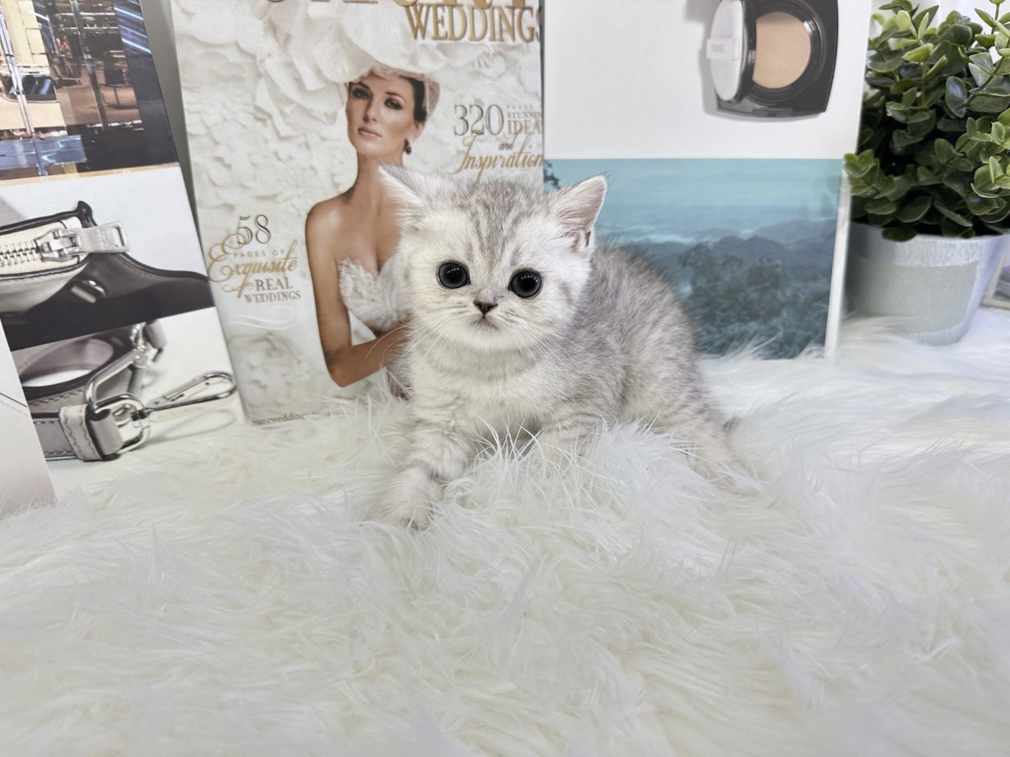 브리티쉬숏헤어 입양합니다