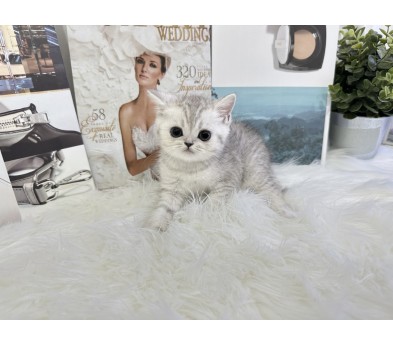 브리티쉬숏헤어 입양합니다