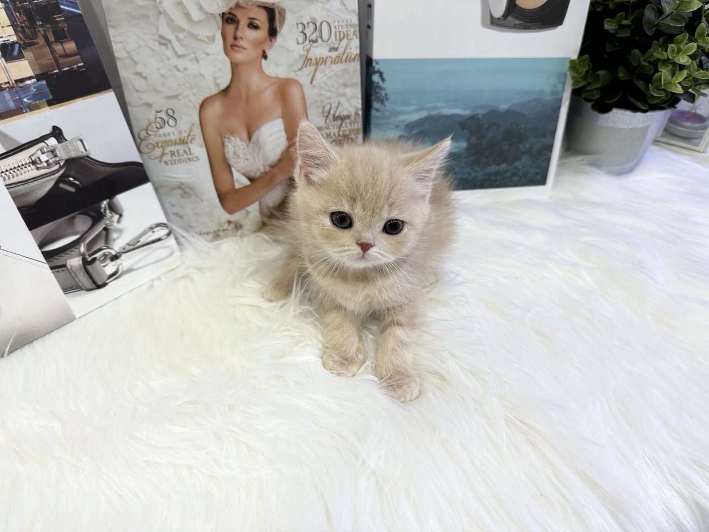 브리티쉬숏헤어 입양합니다