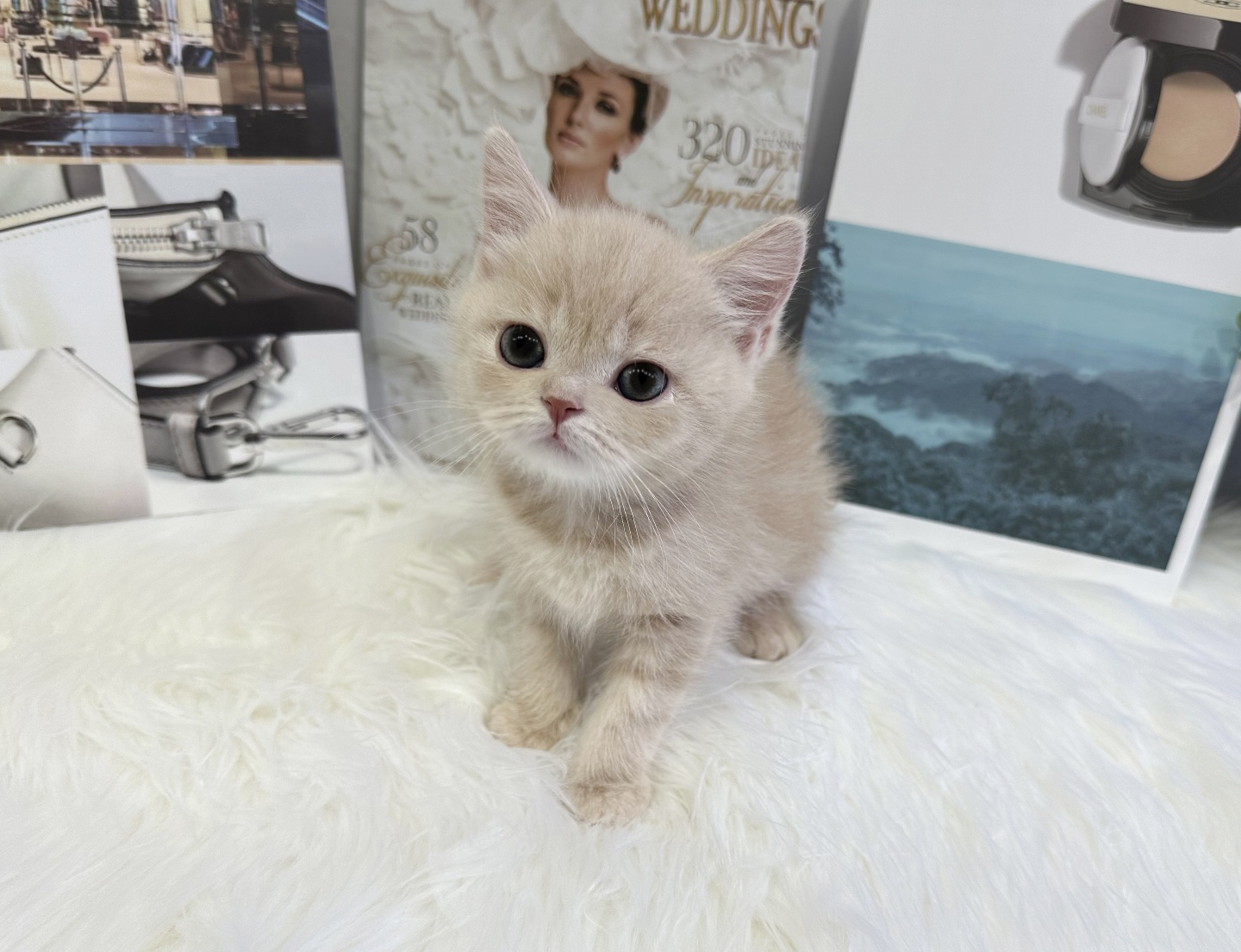 브리티쉬숏헤어 입양합니다