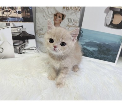 브리티쉬숏헤어 입양합니다