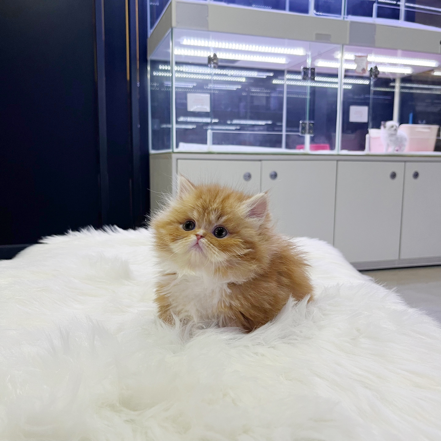 먼치킨 입양합니다