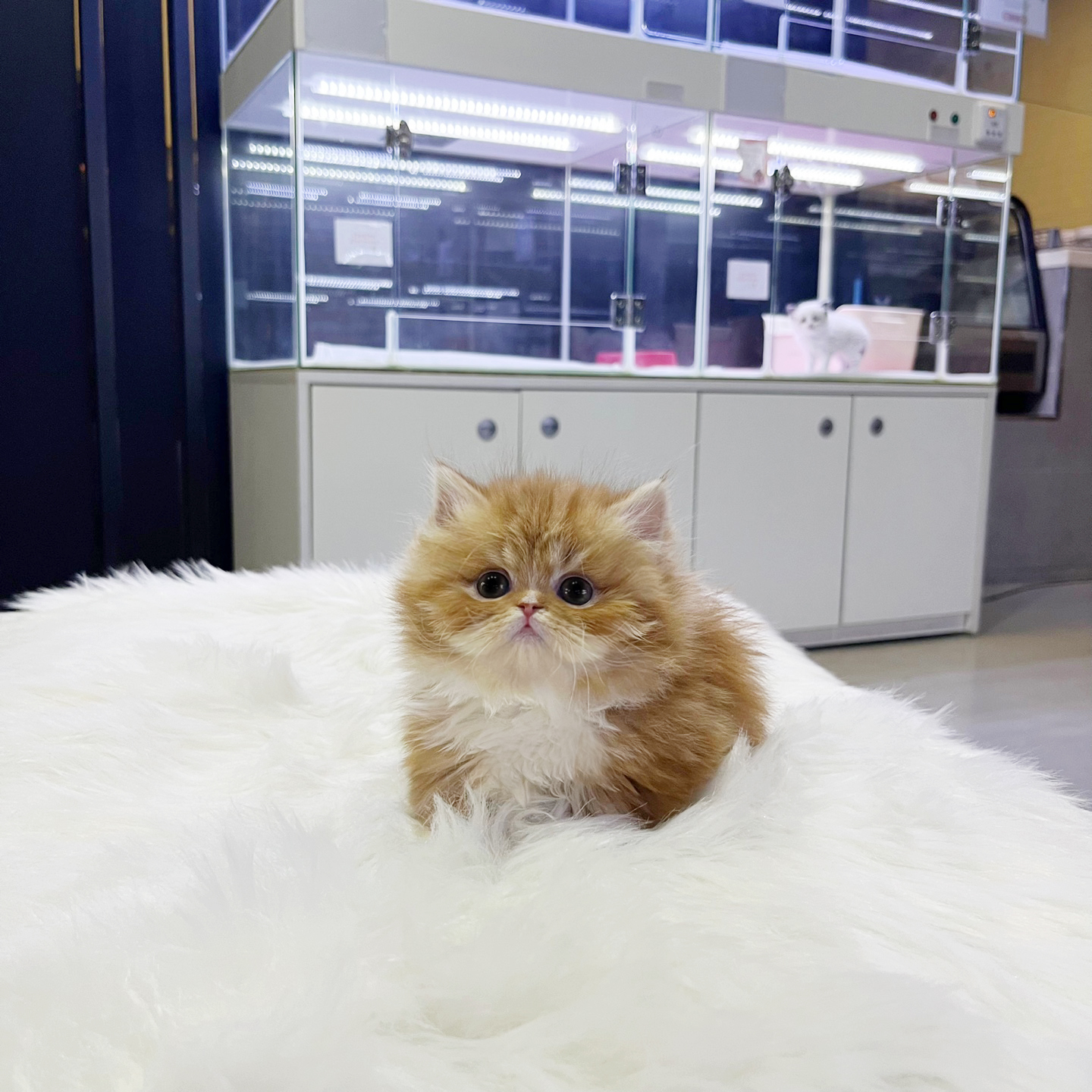 먼치킨 입양합니다