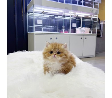 먼치킨 입양합니다