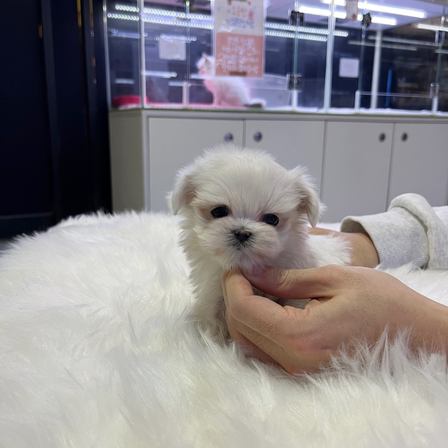 말티즈 입양합니다