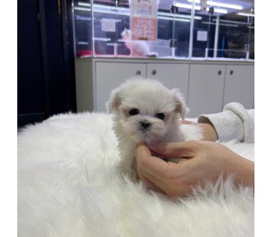 말티즈 입양합니다