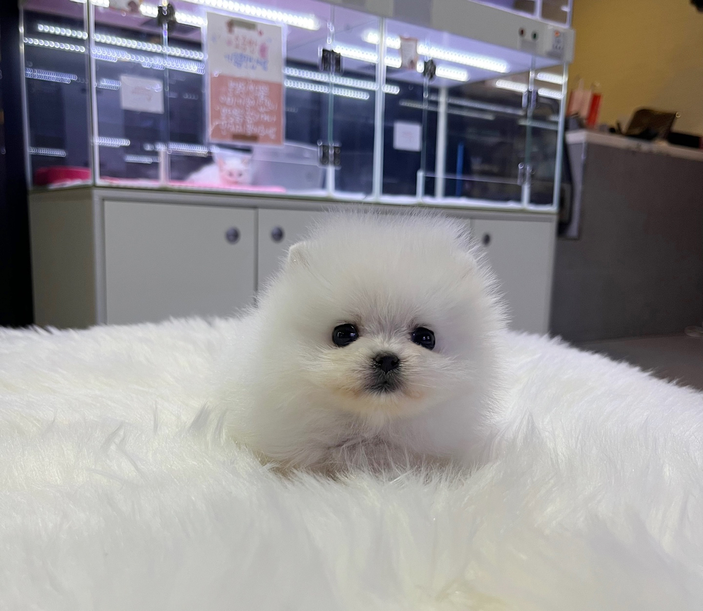 포메라니안 입양합니다