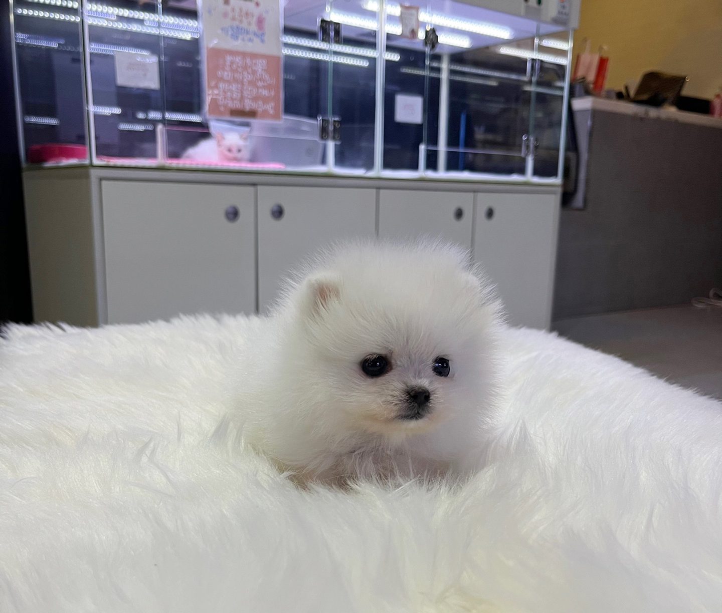 포메라니안 입양합니다