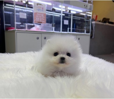 포메라니안 입양합니다