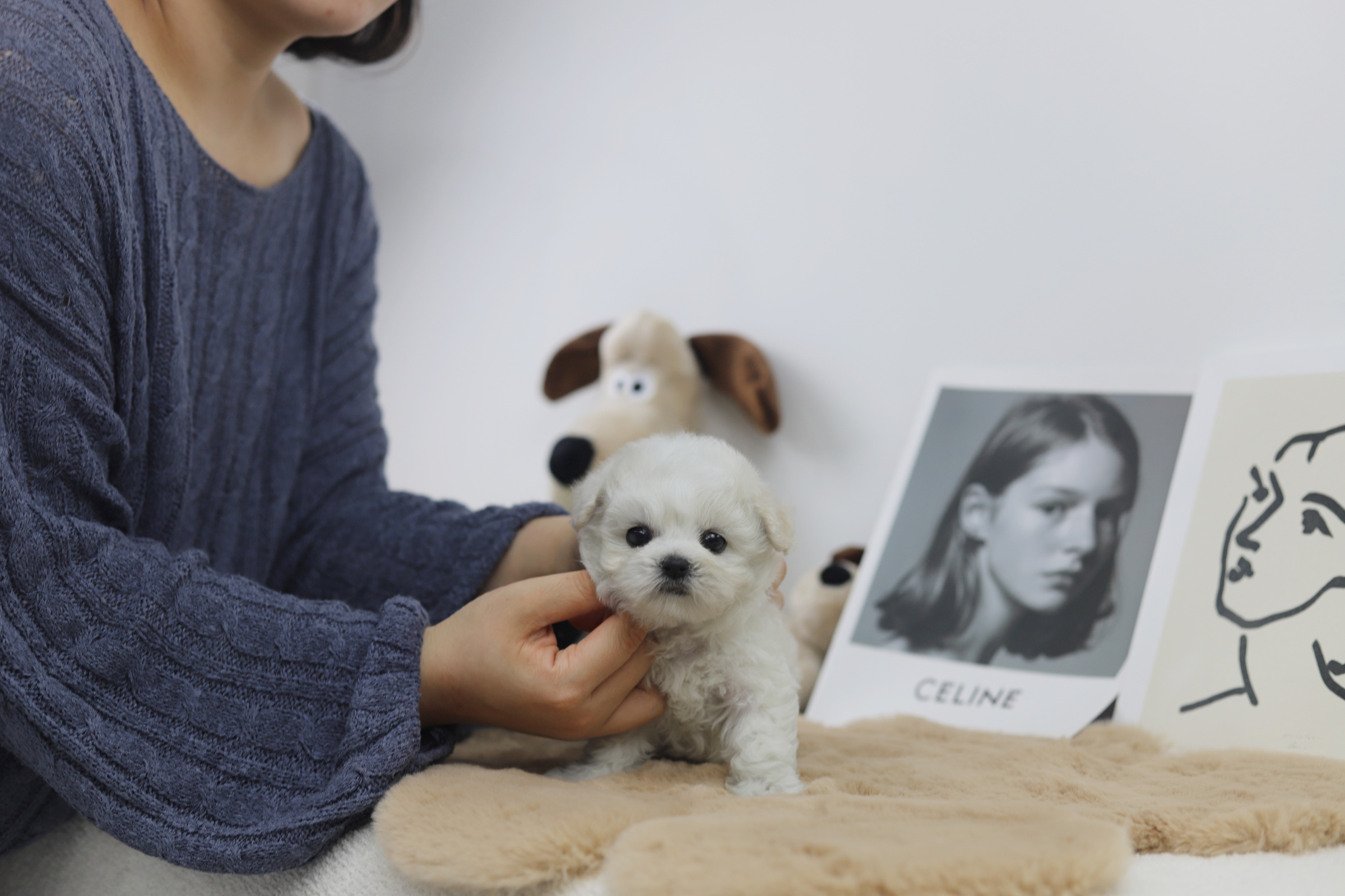 미니비숑 입양합니다