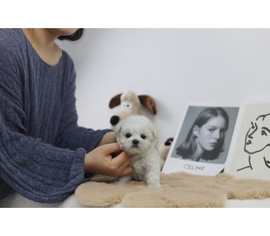 미니비숑 입양합니다