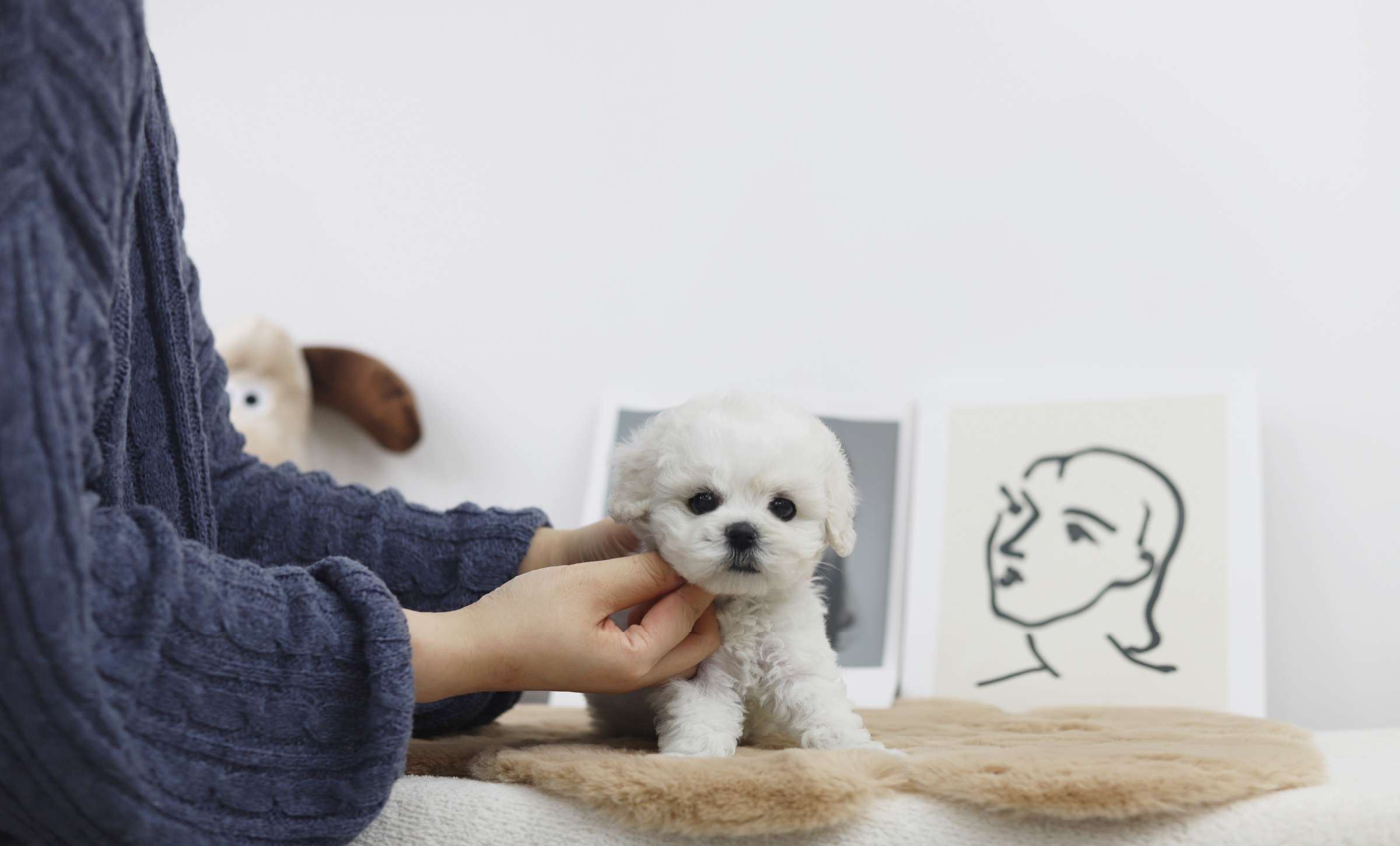 미니비숑 입양합니다