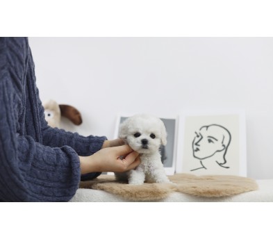 미니비숑 입양합니다