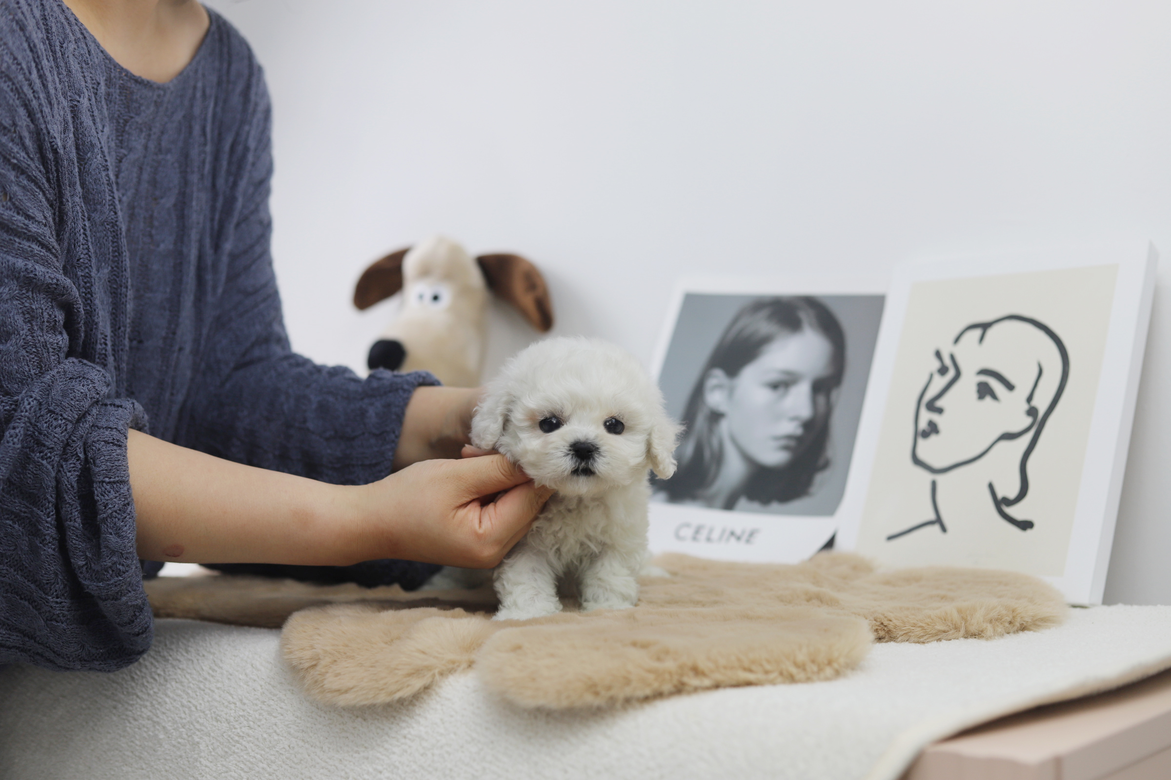 미니비숑 입양합니다