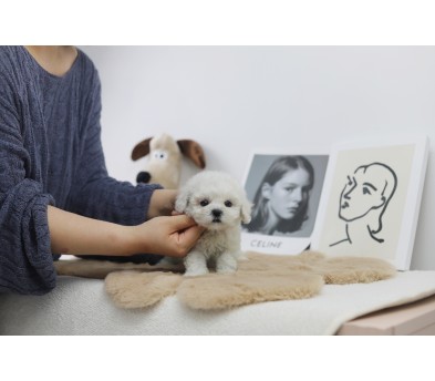 미니비숑 입양합니다