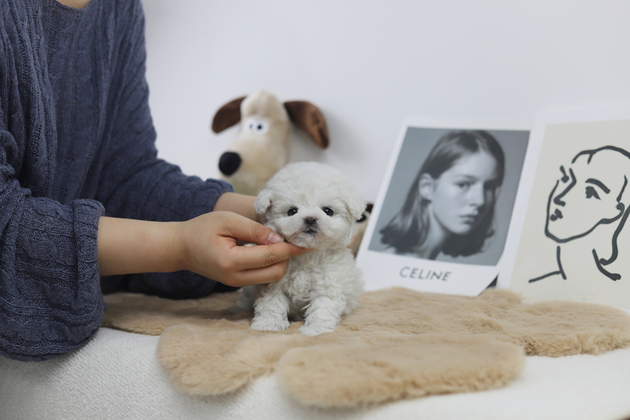 미니비숑 입양합니다