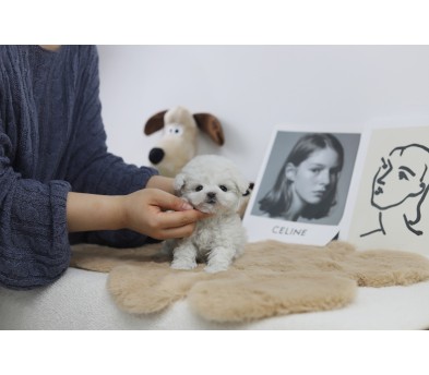 미니비숑 입양합니다