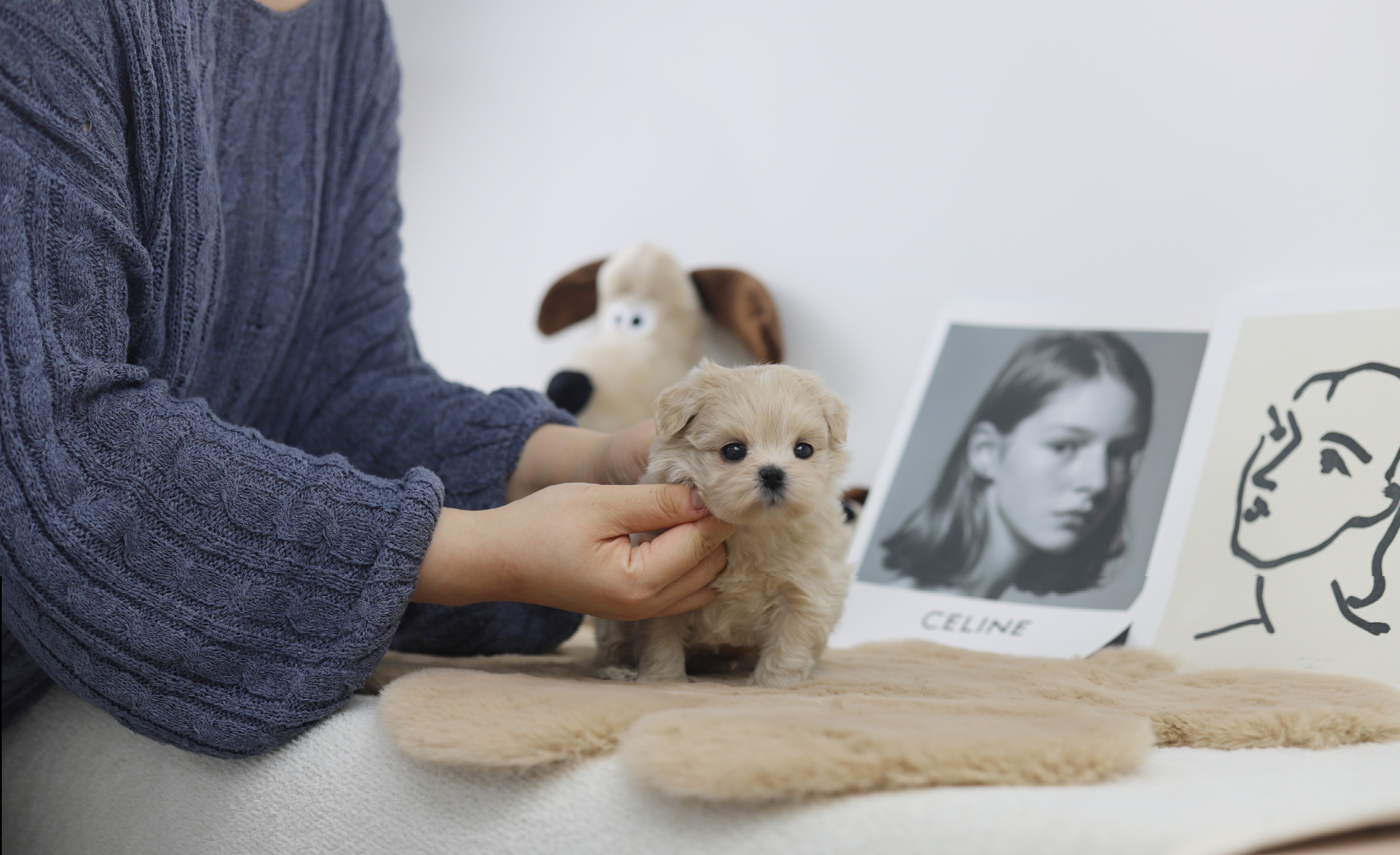 말티푸 입양합니다