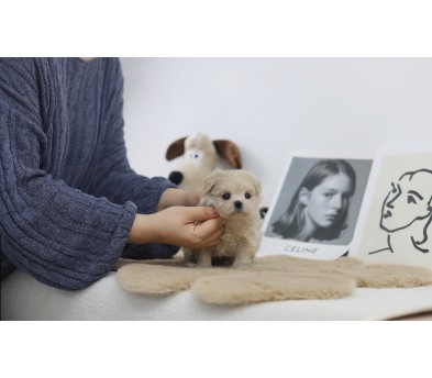 말티푸 입양합니다