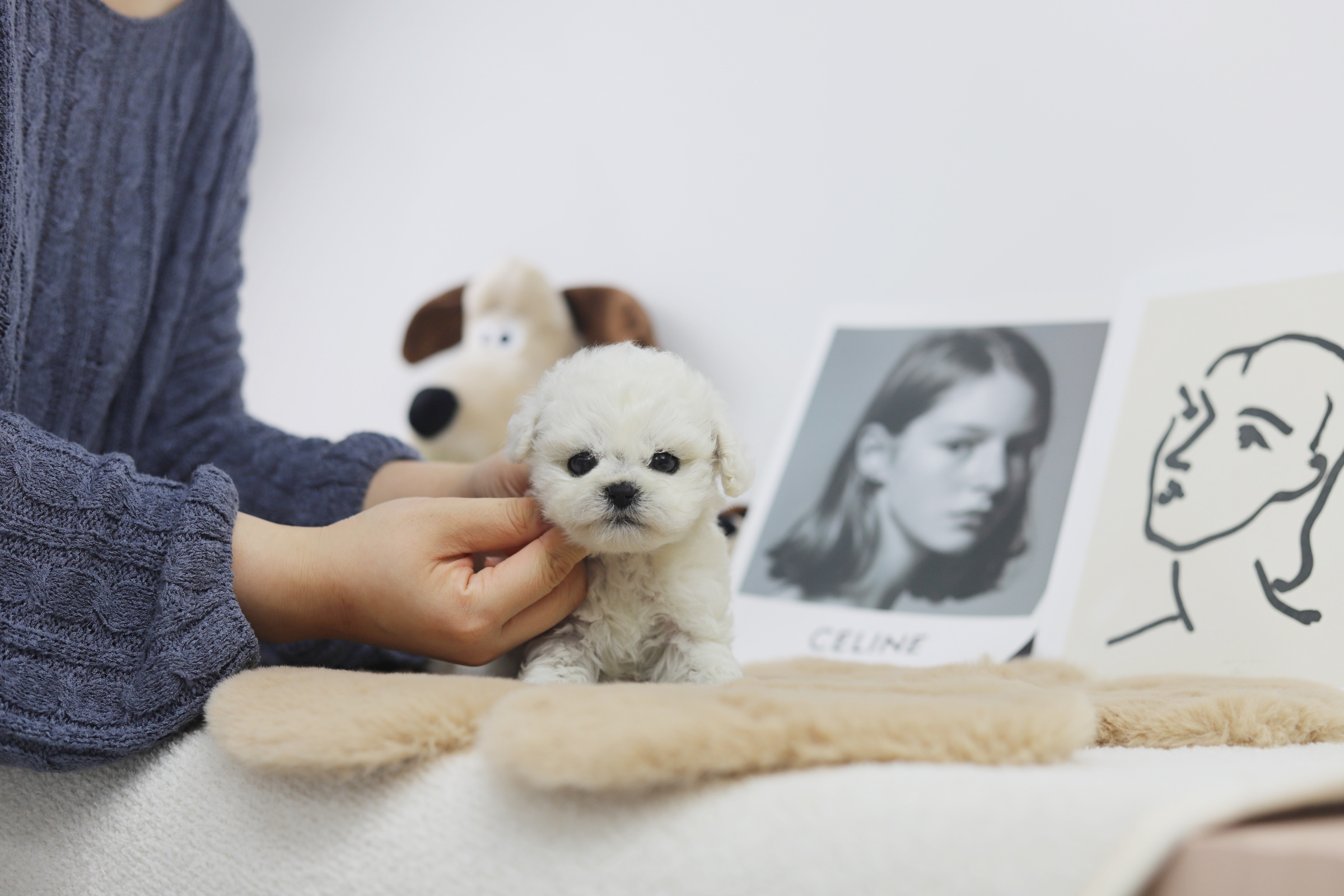 미니비숑 입양합니다