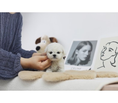 미니비숑 입양합니다