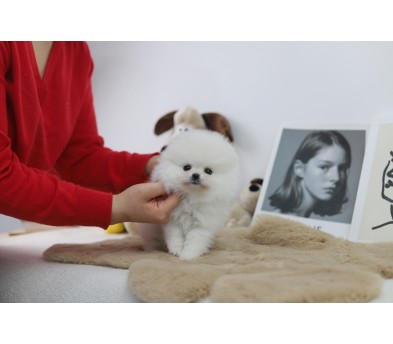 포메라니안 입양합니다