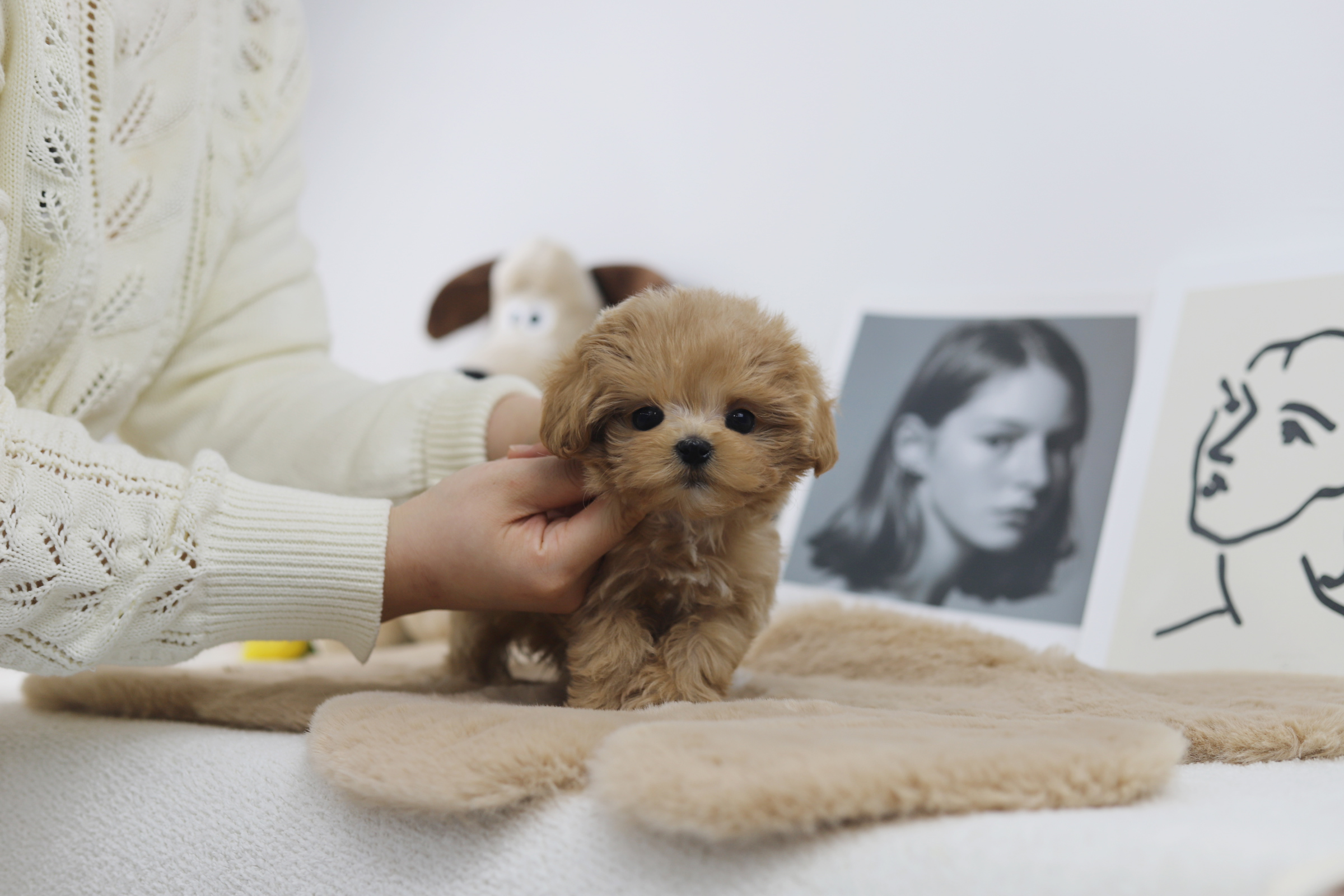 말티푸 입양합니다