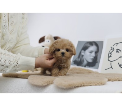 말티푸 입양합니다