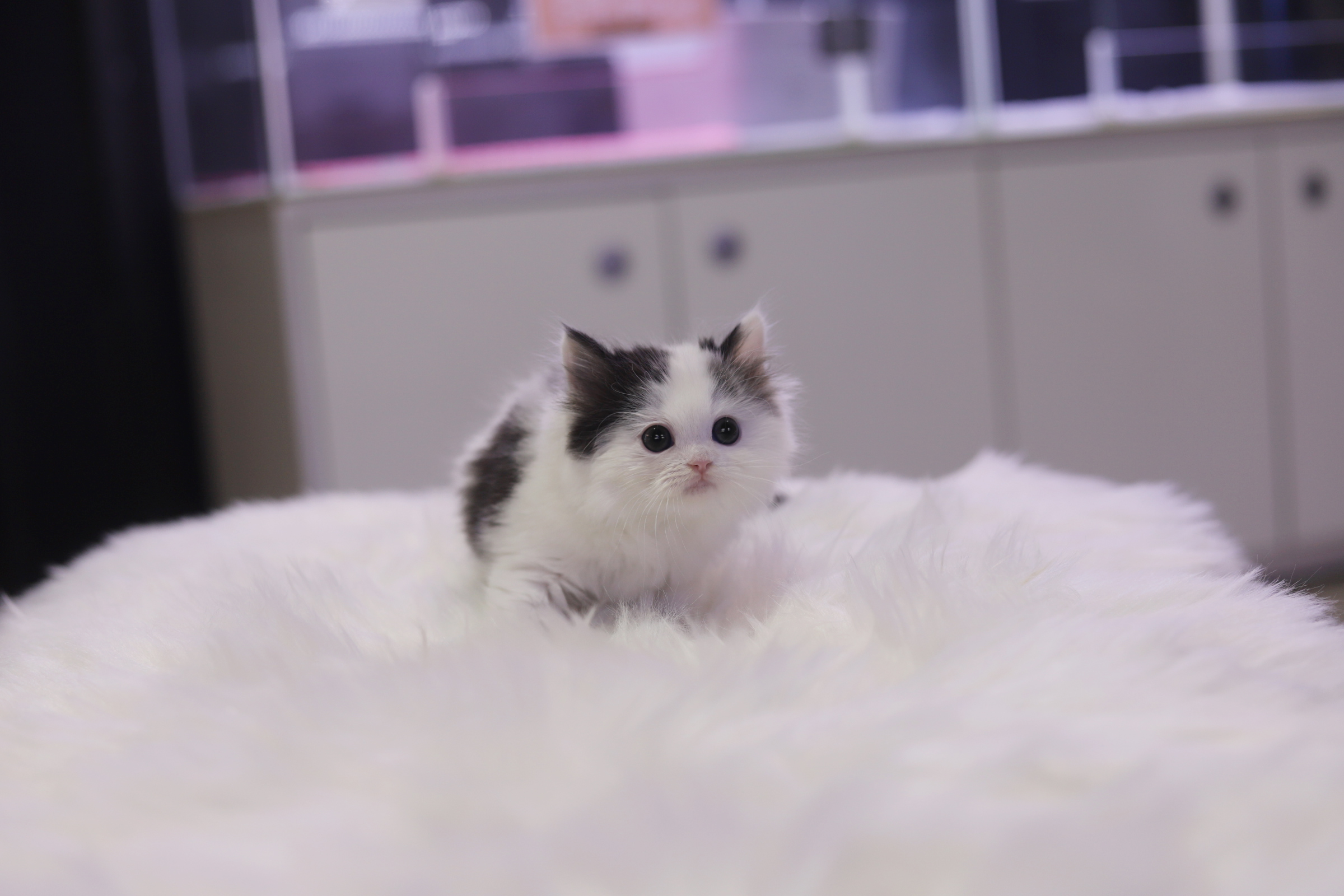 페르시안 입양합니다