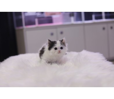 페르시안 입양합니다