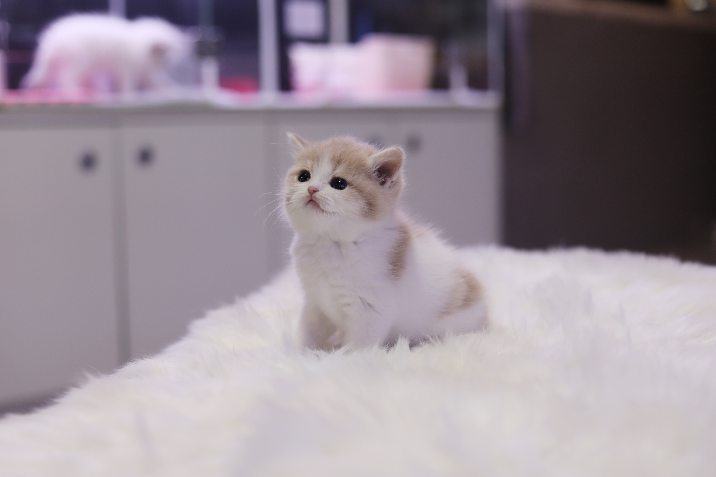 브리티쉬숏헤어 입양합니다