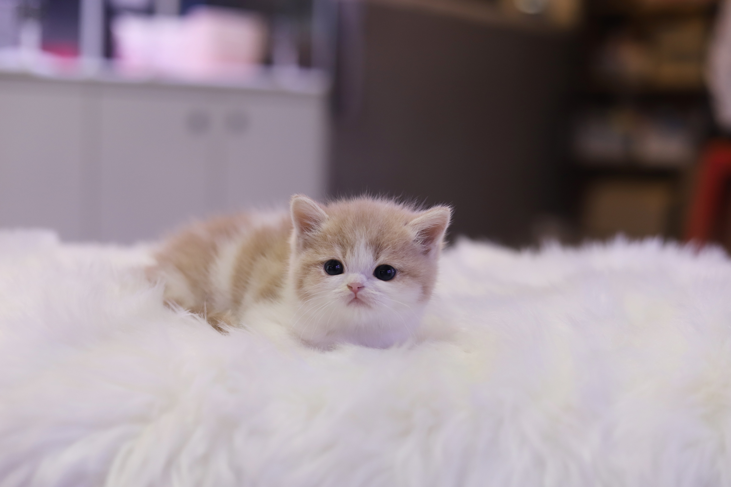 브리티쉬숏헤어 입양합니다