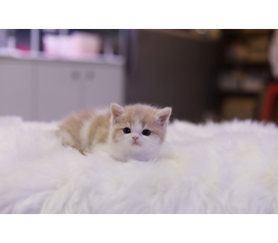 브리티쉬숏헤어 입양합니다