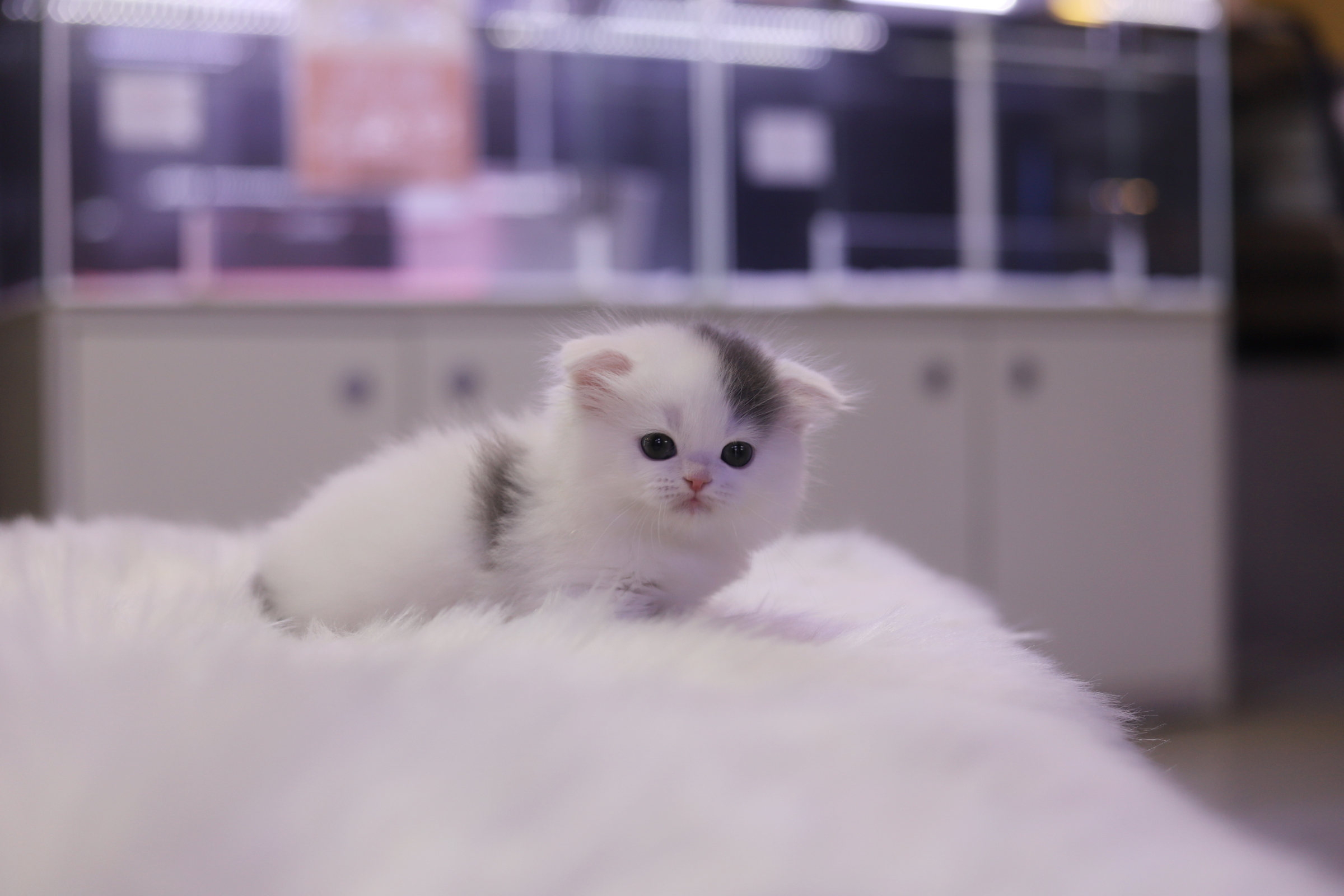 폴드 입양합니다