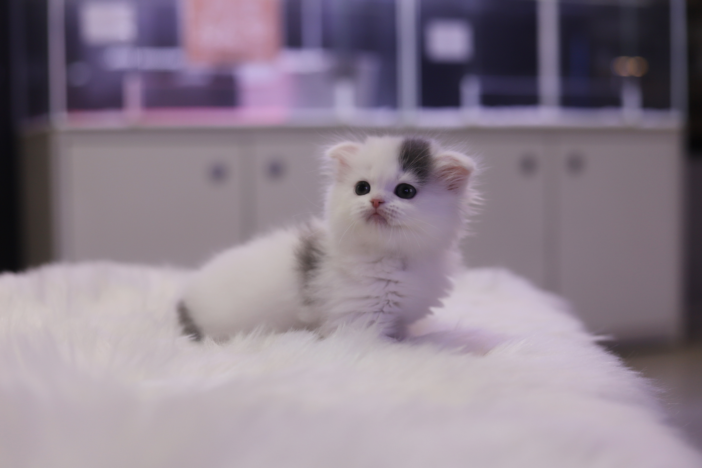 폴드 입양합니다