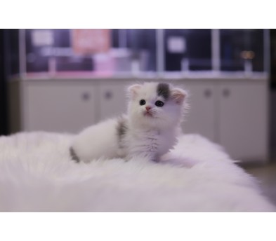 폴드 입양합니다