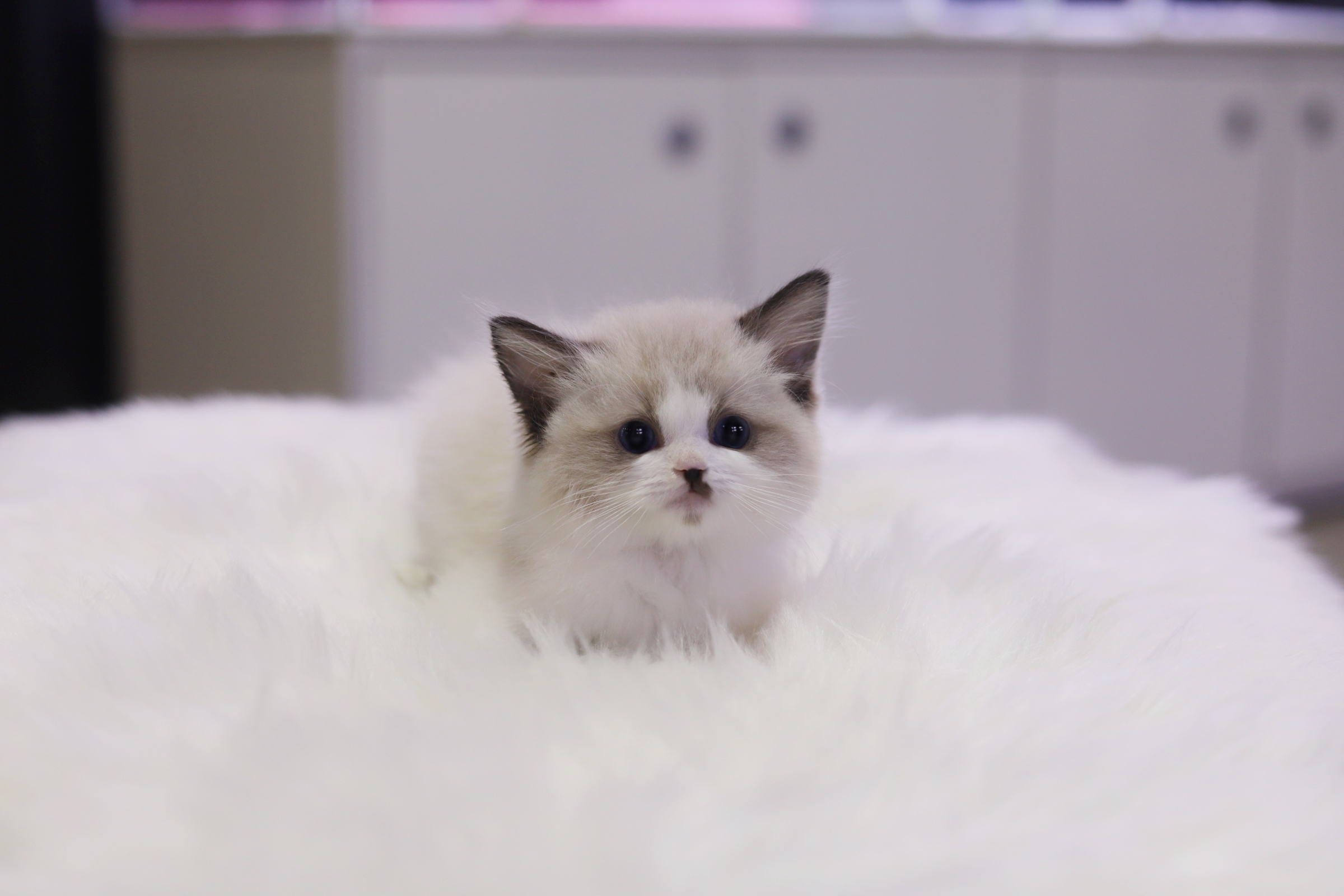 렉돌 입양합니다