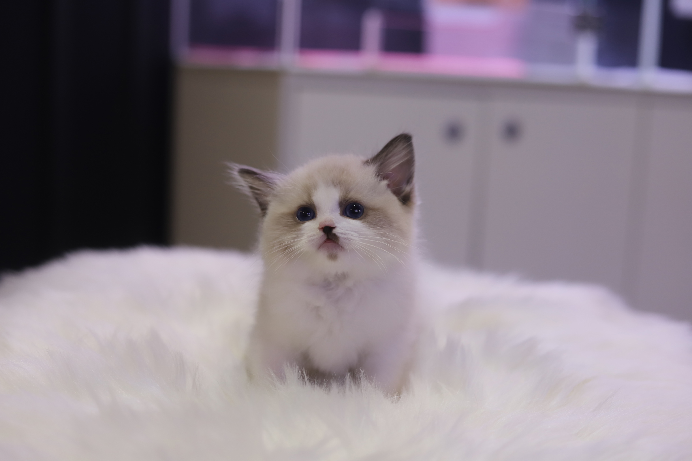 렉돌 입양합니다