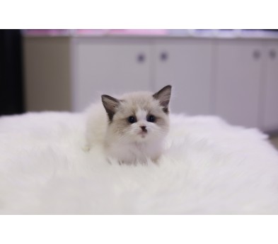 렉돌 입양합니다